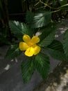Single flower of blooming Turnera ulmifolia Royalty Free Stock Photo